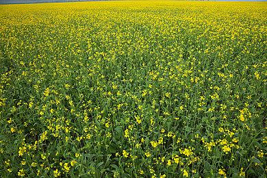 《尼尔 机械纪元》NS版今日发售 开发团队绘制发售贺图